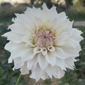 Bloomquist Compare Dahlia Tuber