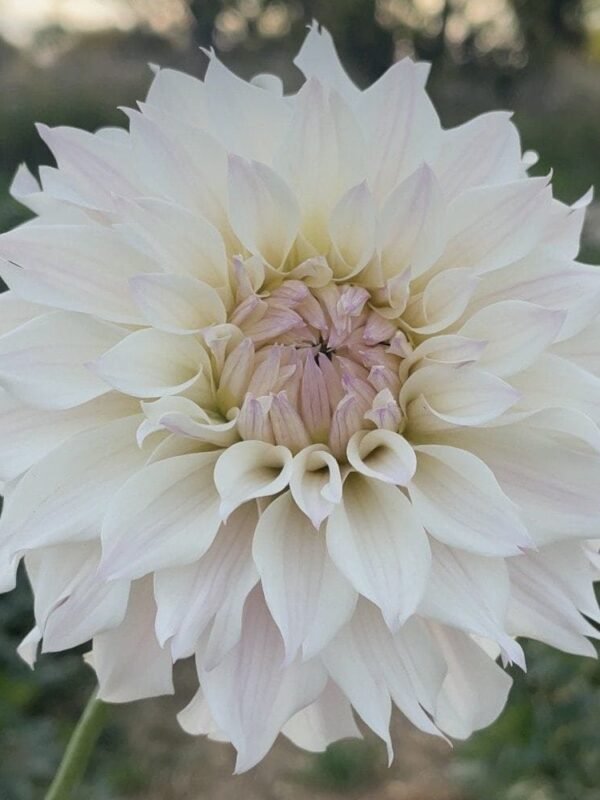Bloomquist Compare Dahlia Tuber