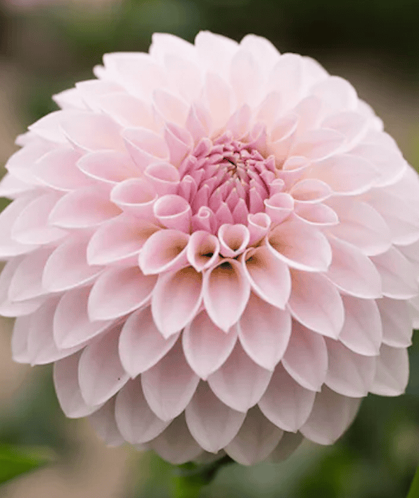 Bloomquist Tory P Dahlia Tuber