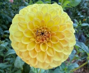 CG Amber Dahlia Tuber