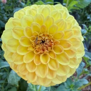 CG Amber Dahlia Tuber