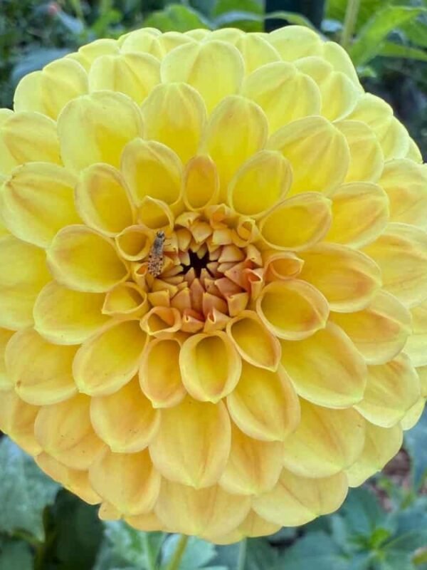 CG Amber Dahlia Tuber