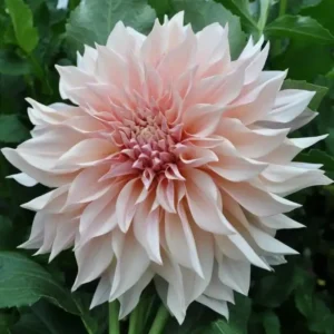 Café au Lait Dahlia Tuber