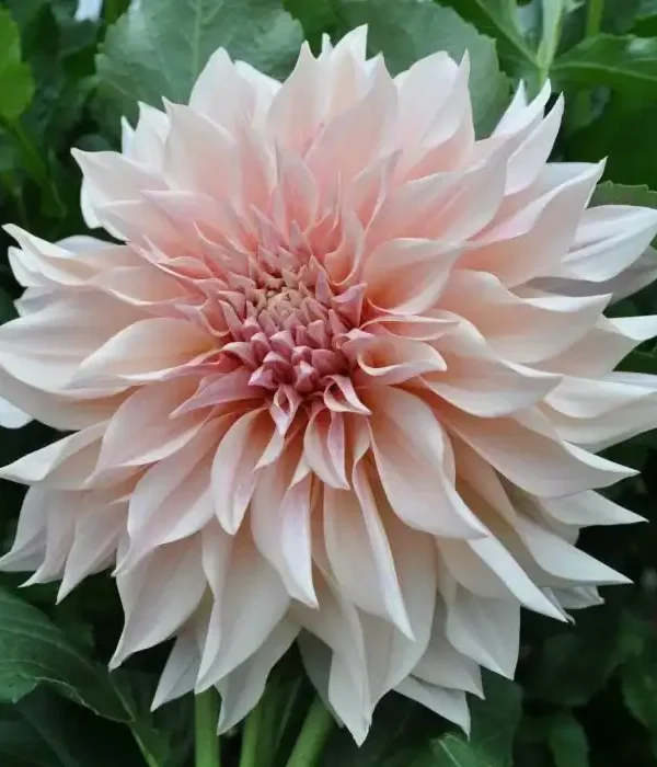 Café au Lait Dahlia Tuber