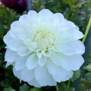 Center Court Dahlia Tuber