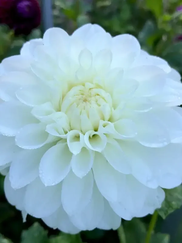 Center Court Dahlia Tuber