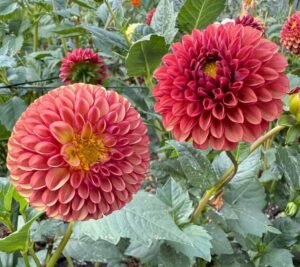 Copper Boy Dahlia Tuber