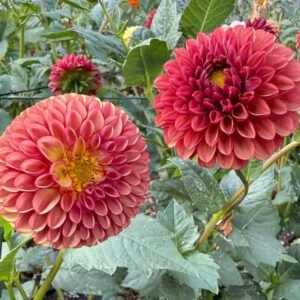 Copper Boy Dahlia Tuber