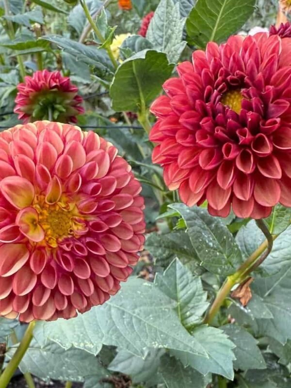 Copper Boy Dahlia Tuber