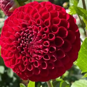 Cornel Dahlia Tuber