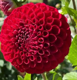 Cornel Dahlia Tuber