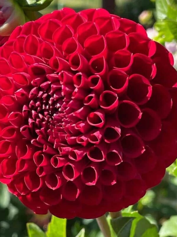 Cornel Dahlia Tuber