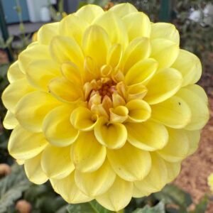 Coseytown Gale Dahlia Tuber