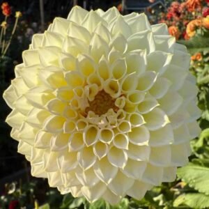 Cream Diane Dahlia Tuber