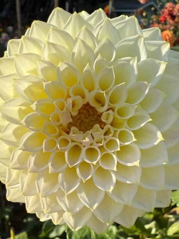 Cream Diane Dahlia Tuber