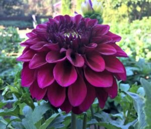 Diva Dahlia Tuber