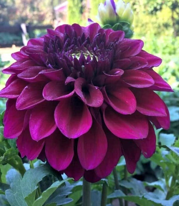 Diva Dahlia Tuber