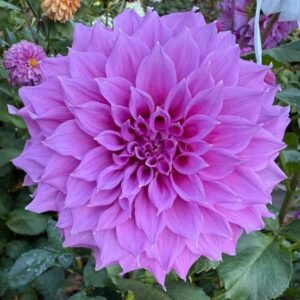 Elma Elizabeth Dahlia Tuber