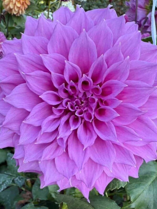 Elma Elizabeth Dahlia Tuber
