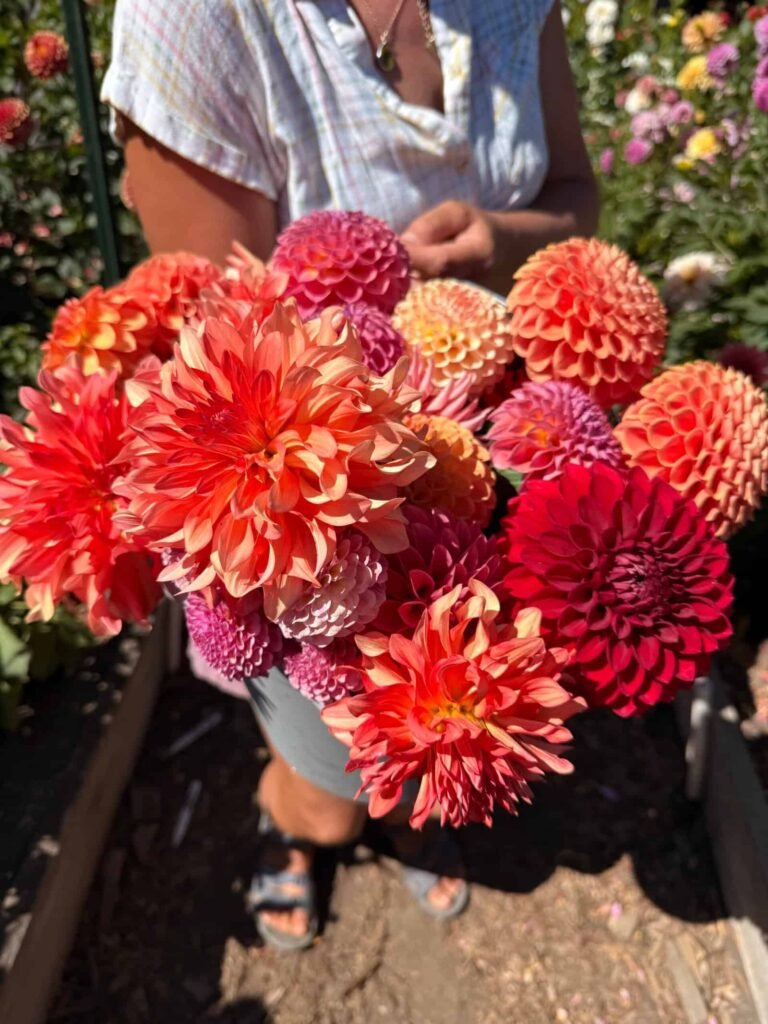 santa cruz dahlias dynomite farm u-cut flower experience