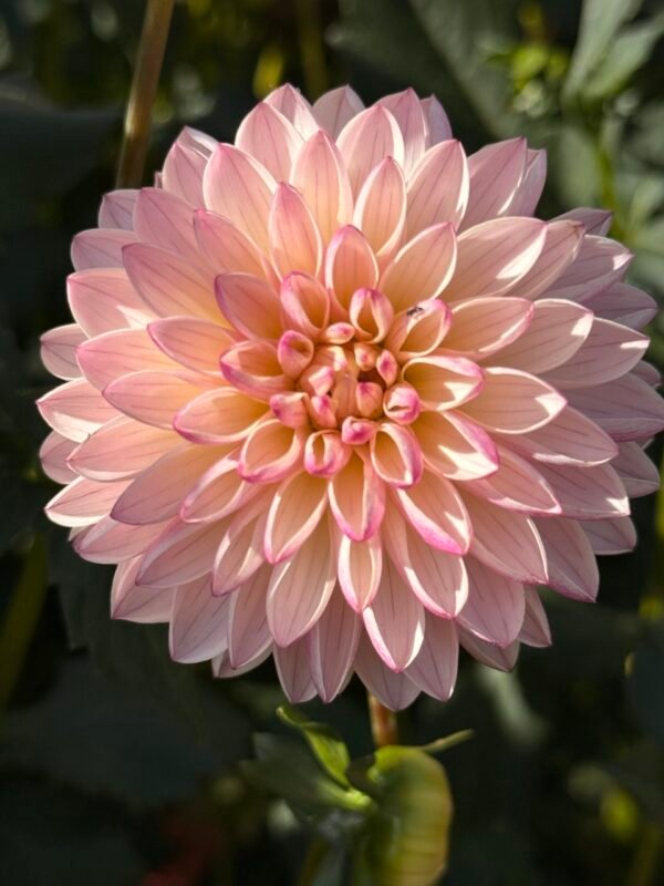 dahlia tubers for sale dynomite farm santa cruz