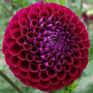 Ivanetti Dahlia Tuber