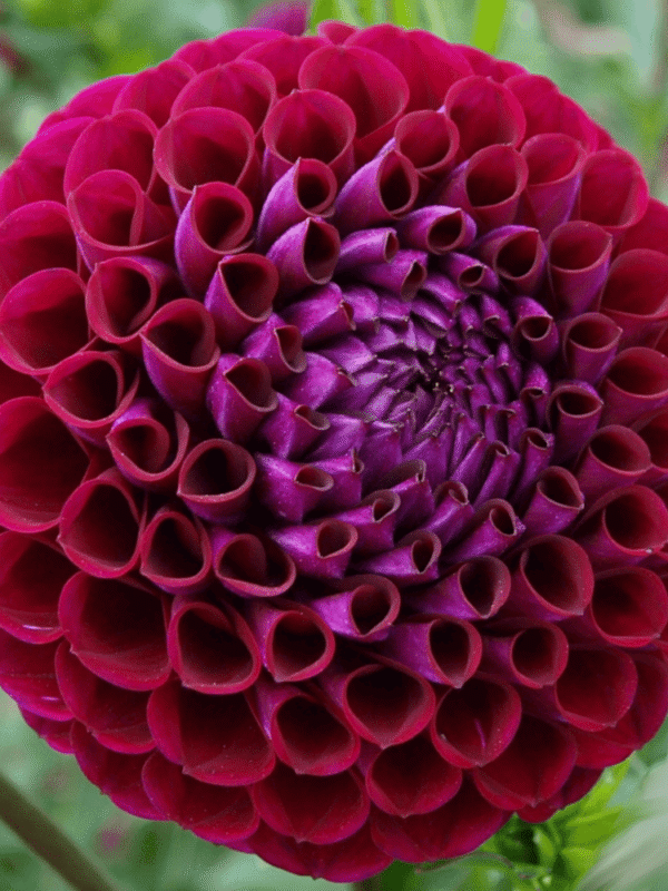 Ivanetti Dahlia Tuber