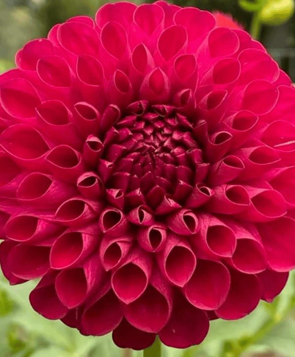 JS Emma Lee Dahlia Tuber