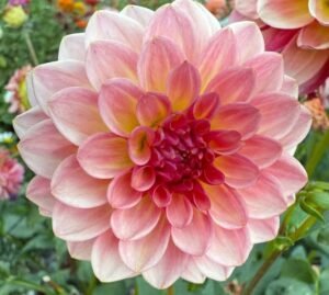 Jabberbox Dahlia Tuber