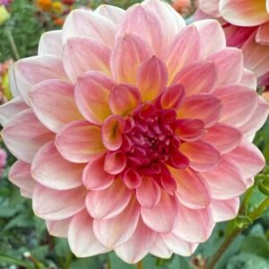 Jabberbox Dahlia Tuber