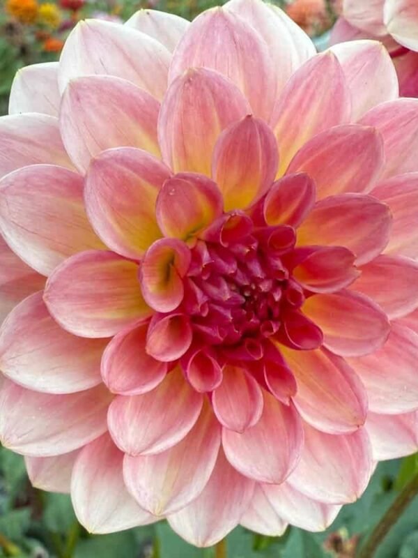 Jabberbox Dahlia Tuber