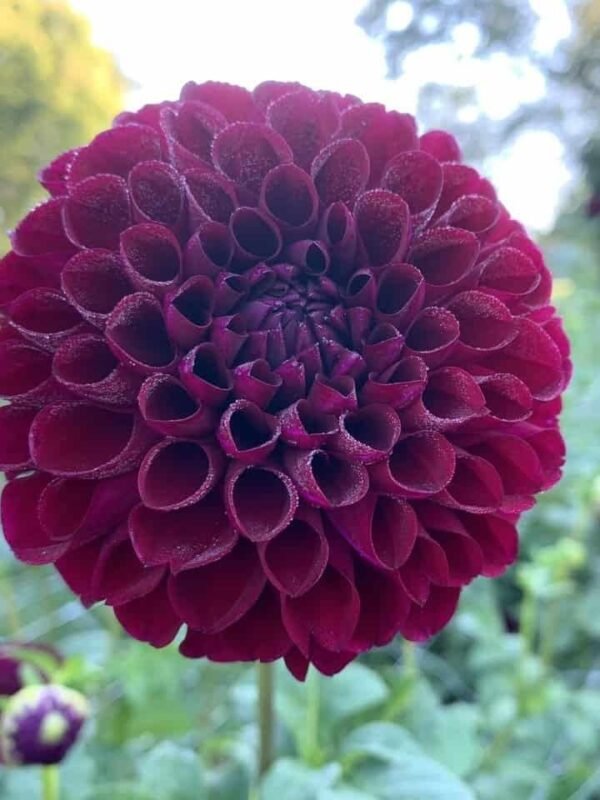 Jessie G Dahlia Tuber