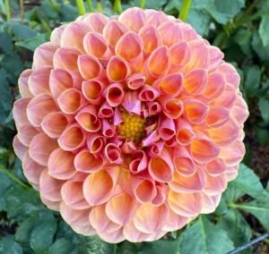 Jowey Winnie Dahlia Tuber