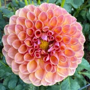 Jowey Winnie Dahlia Tuber