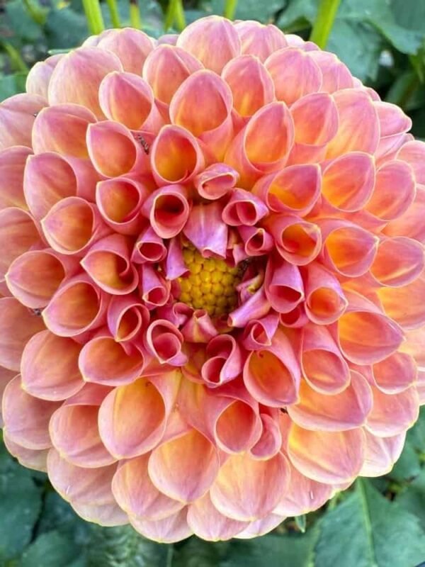 Jowey Winnie Dahlia Tuber