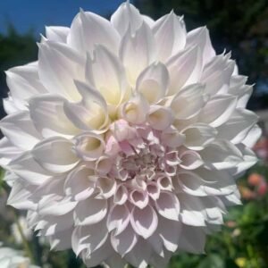 KA's® Chiffon Dahlia Tuber