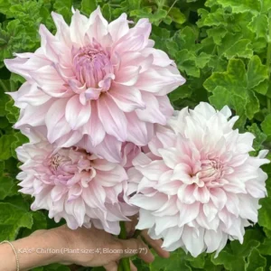 KA’s® Chiffon Dahlia Tuber