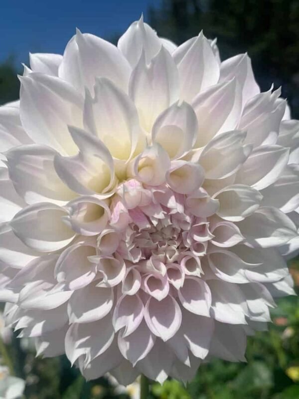 KA's® Chiffon Dahlia Tuber