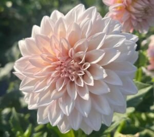 KA's® Mocha Jake Dahlia Tuber