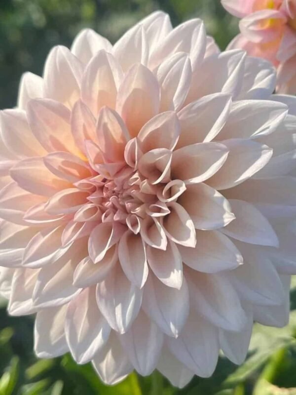 KA's® Mocha Jake Dahlia Tuber