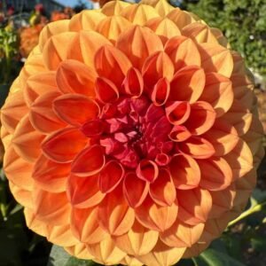 KA's® Blood Orange Dahlia Tuber