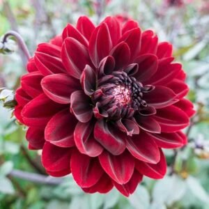 Karma Chocolate Dahlia Tuber