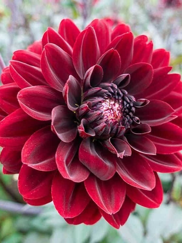Karma Choc Dahlia Tuber
