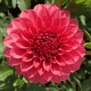 KA's® Keltie Rose Dahlia Tuber