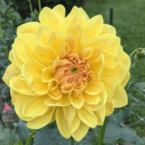 Mary Lou Dahlia Tuber