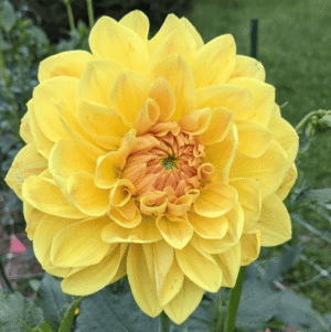 Mary Lou Dahlia Tuber