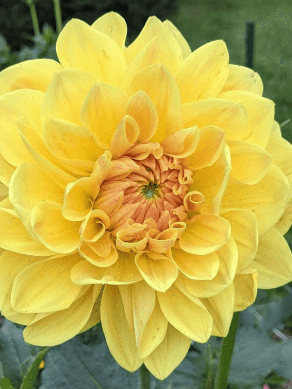 Mary Lou Dahlia Tuber