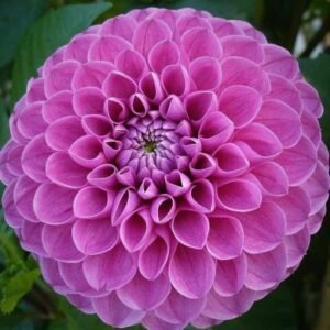 Mary's Jomanda Dahlia Tuber
