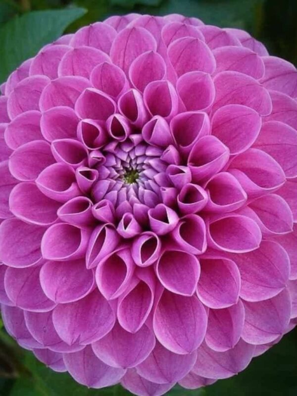 Mary's Jomanda Dahlia Tuber
