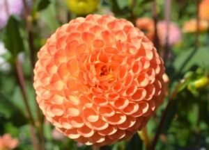 Ms. Kennedy Dahlia Tuber